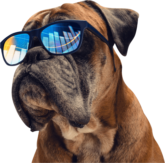 Dog wearing glasses